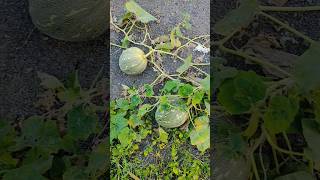 Pumpkin from seeds in summer 🎃 | #shortvideo #shorts #pumpkin