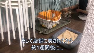 里親に1日で見捨てられた保護犬を待っていた運命とは⁉