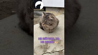 Хочу попередити сусідів 😆🐈🧜‍♀️🐏 #funny #short #phil #cat #meme