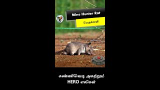 கண்ணிவெடி அகற்றும்  HERO எலிகள்