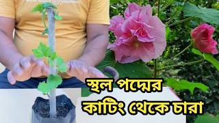 স্থলপদ্ম গাছের কাটিং থেকে সহজে চারা তৈরি । স্থলপদ্ম ডাল কাটিং ও চারা তৈরি