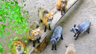 Visiting Japan's Fox Village🦊🦊| Miyagi Zao kitsune mura 蔵王きつね村| ASMR 宮城藏王狐狸村| Feeding over 100 Foxes