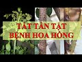 Cách nhận biết và chữa trị tất cả các bệnh của cây hồng