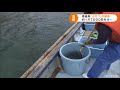 高級魚「カサゴ」の稚魚放流 3年から4年後に体長20センチに成長 三重・尾鷲市