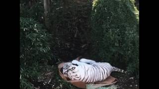 White tiger playing with cardboard box