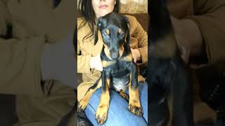 Mako Cute Adorable Doberman Pinscher Puppy | Healthy Puppies | Best Dogs | Protection Guard |#shorts