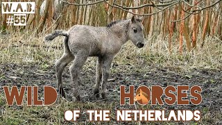 Dutch WILD HORSES | Oostvaardersplassen, The Netherlands | Wild Animal Behaviour #55