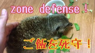 ミーアキャットの完璧なゾーンディフェンス笑（Zone Defense of Meerkat）