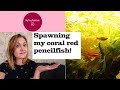 Spawning Coral Red Pencilfish/ Nannostomus Mortenthaleri for the first time