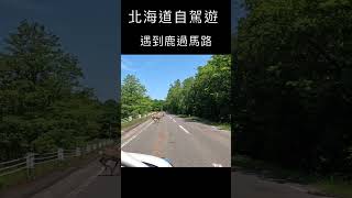 北海道自駕旅遊，在知床半島遇到鹿過馬路