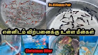 என்னிடம் விற்பனைக்கு உள்ள மீன்கள்|Erode|Guppy|All In Our Fishes|Sales |Aquarium#petslovechannel