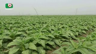 নাটোরে বাড়ছে তামাক চাষ | Tobacco Cultivation In Nator Increasing | Bipul | 23Mar18