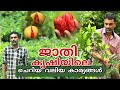 ജാതി കൃഷിയിലെ ചെറിയ വലിയ കാര്യങ്ങൾ | Jathi krishi | ജാതി കൃഷി | Nutmeg Farming