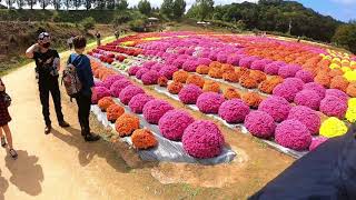 絶景！世羅高原　花の森