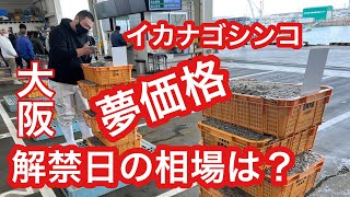 春を告げる【超高級】大阪湾イカナゴシンコ漁解禁日初日の相場は？岸和田の競り場3月1日