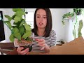 exciting plant unboxing i m shook guys