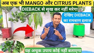 अब एक भी MANGO \u0026 CITRUS PLANTS DIEBACK से नहीं मरेगा | DIEBACK का रामबाण इलाज |DIEBACK रोकने का इलाज