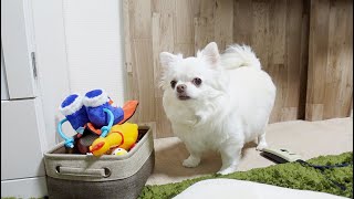 気付いてくれなくて絶対断れない可愛い遊びの誘いを始めるチワワ犬