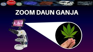 ZOOM DAUN GANJA DENGAN MIKROSKOP/CANNABIS UNDER MICROSCOPE - DIRGA BIOLOGY CHANNEL