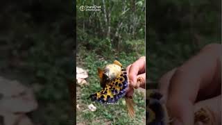 വിചിത്ര പക്ഷി😍# ക്യൂട്ട് little birds#shortvideo #youtubeshorts #