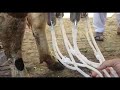 small milking machine practical چھوٹی دودھ نکالنے والی مشین