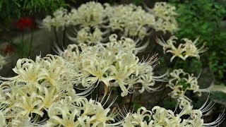 堺市都市緑化センターの彼岸花　曼珠沙華 cluster amaryllis（2017年9月22日）