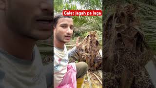 Galat jagah pe laga #malaysia #india #shorts #viralshort #ytshortsvideo #foryou #harvesting