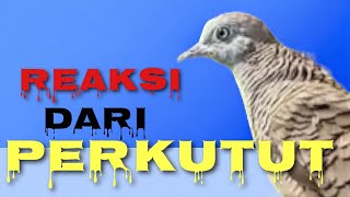 REAKSI PERKUTUT YANG TIDAK COCOK DENGAN TEMPATNYA