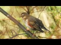 red wing rødvingetrost turdus iliacus