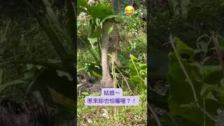 楚諾農場-鴕鳥樂園-小動物搞笑篇