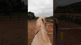 Ride Ace with us POV #horse #showjumping #equestrian #equestrianrider #horseriding #stallion