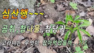 #심산행~~~곰취 참나물 참당귀 도 딱 좋습니다.고라니 사체 궁금증.