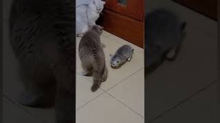 😂🤣Cat is Funny😂🤣 #shorts