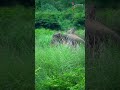 මහවැලි ගගේ එයාගේ ලස්සන💗 original background sound srilanka eliphant shorts nature nature wildlife