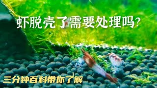 观赏虾脱壳需要处理吗？【三分钟百科】