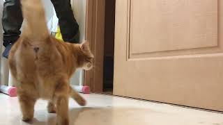 猫と一緒に月間チャレンジ【1024日目】バーピー\u0026ぶら下がり