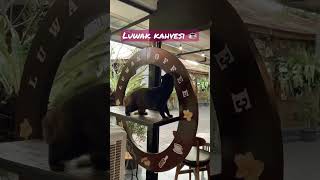 Hayvan Dışkısından Yapılan Kahve 😮 Dünyanın En Pahalı Kahvesi Kopi Luwak