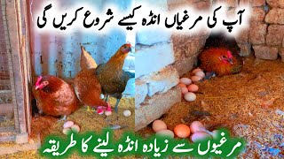 How to increase eggs production in Hen | Murgion sy Ziada andy kesy lain