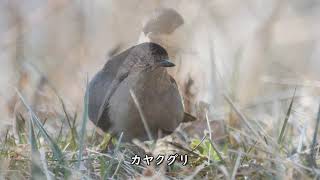 ちはや園地の自然2021年2月