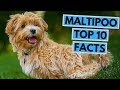 Maltipoo - TOP 10 Interesting Facts