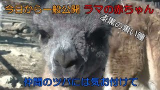 今日から一般公開ラマの赤ちゃん　【 ラマ 】【 群馬サファリパーク 】