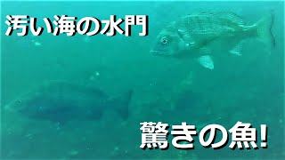 大阪の汚い水門に水中カメラを沈めると驚きの魚が！