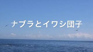 相模湾のマグロ　ナブラとイワシ団子