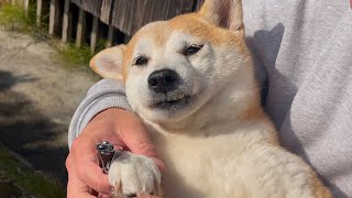 爪切りからは逃れられないと悟った柴犬　“Shiba Inu getting nails trimmed.”