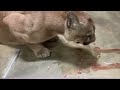 ピューマお食事タイム🌺日本平動物園★mountain lion