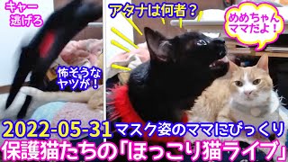 2022ｰ05−31 保護猫たちの「ほっこり猫ライブ」ハッチ＆マック＋黒猫めめ Cat live Stream in Japan -Cat Life TV