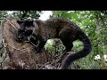 interesting facts about civet cat by weird square