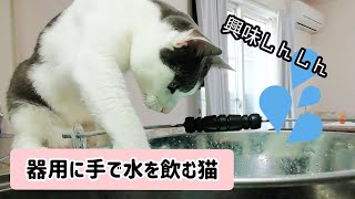 【保護猫】器用に手で水を飲む猫。