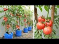 Big Fruit - Many Fruits - Growing Tomatoes On The Terrace