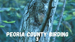 Peoria County Birding 3